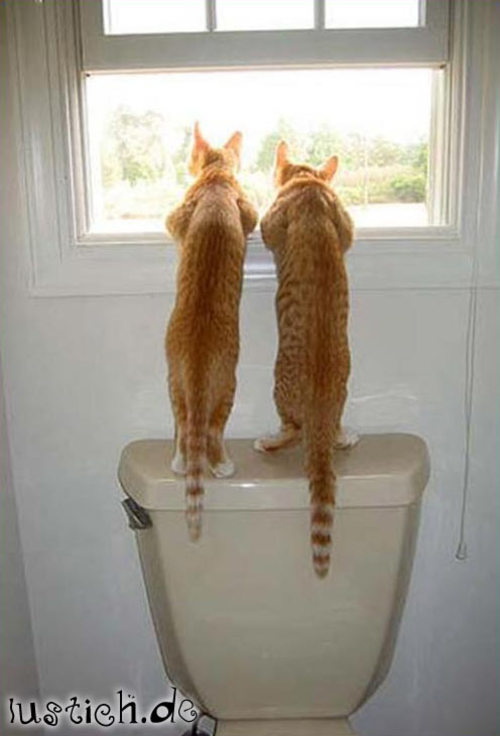 Katzen-Zwillinge Katzen-Zwillinge