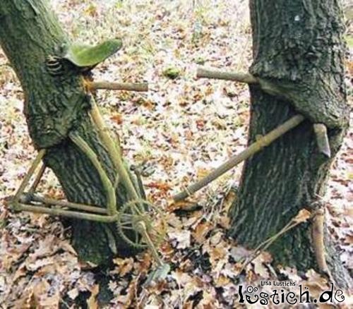 Baum frisst Rad Baum frisst Rad