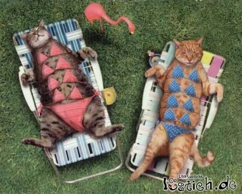 Katzenbikini Katzenbikini