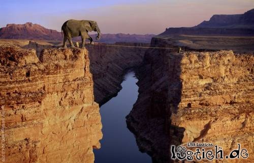 Elefant auf dem Seil Elefant auf dem Seil