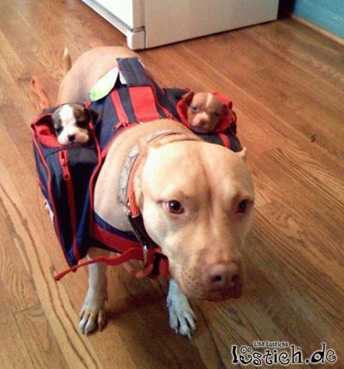 Die Hundebabytragetasche Die Hundebabytragetasche