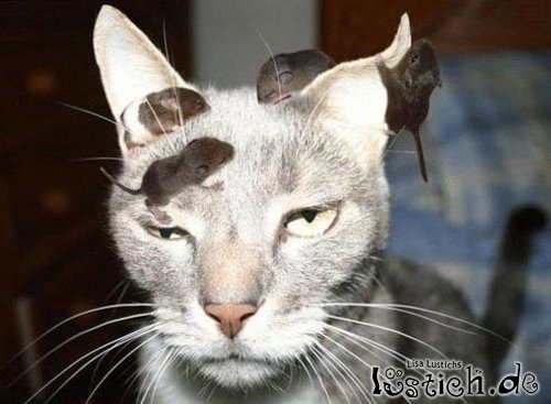 Die Katze lässt das mausen nicht Die Katze lässt das mausen nicht