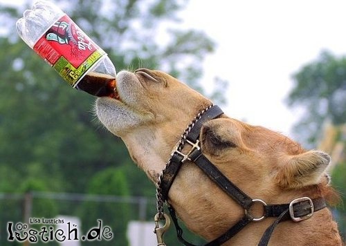 Kamel Drink