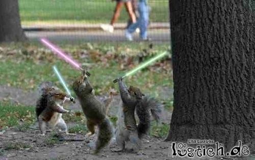 Star-wars Eichhrnchen