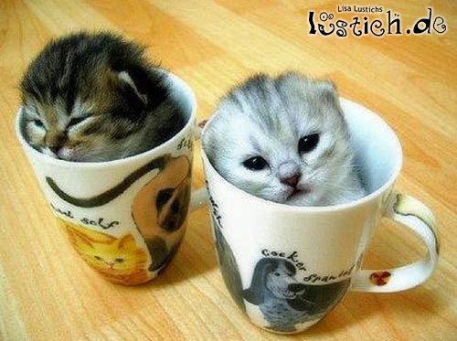 Kätzchen in der Tasse Kätzchen in der Tasse