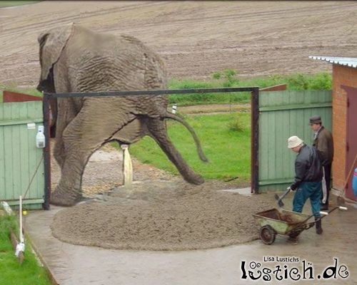 Elefant hat Durchfall