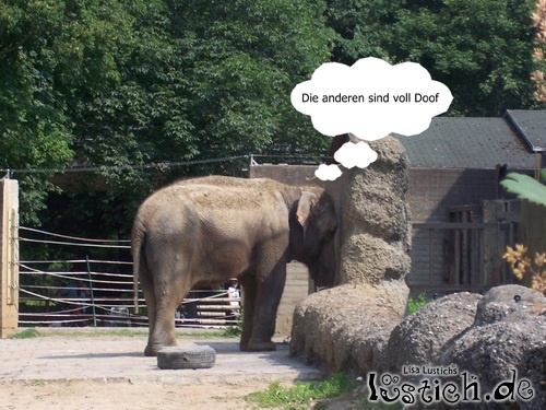 Elefant ist eingeschnappt