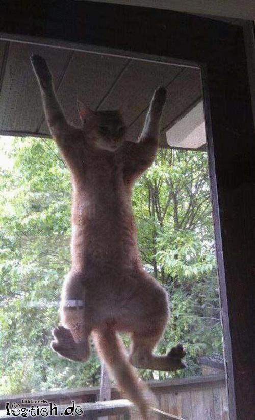 Lass mich rein!