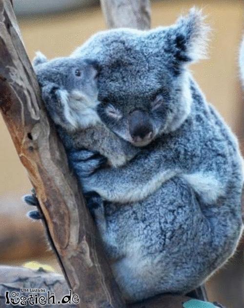 Koalamama