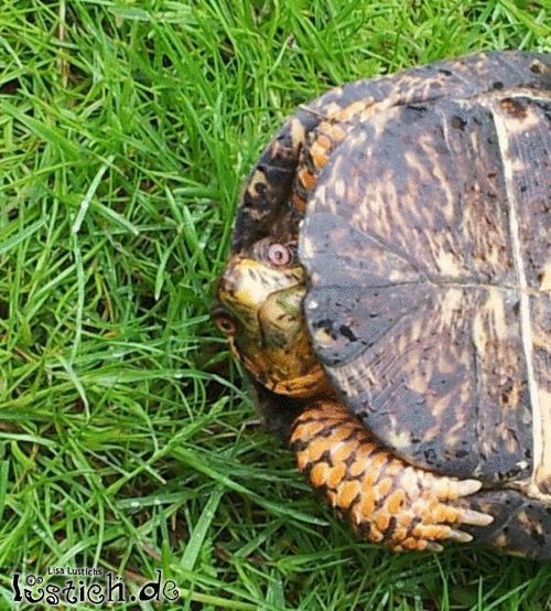 Schildkrötenblick