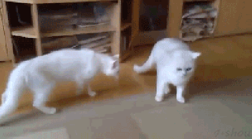 Willst du Ärger? (gif) Bild lustich.de
