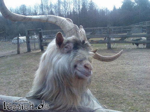Sexy Bock