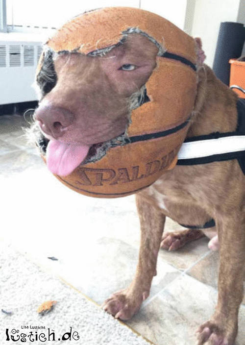 Hundeball