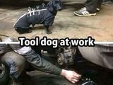 Tooldog