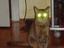 Killerkatze