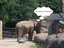 Elefant ist eingeschnappt