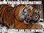 Interessierter Tiger