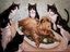Die Rache der Katzen