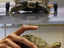 Schildkröte auf Achse Schildkröte auf Achse