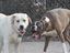 Fassungslose Hunde