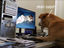 Hund surft im Internet