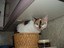 Katze im Bötchenkorb.