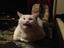 Niesekatze