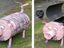 Schweinegrill