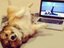 Kleiner Yoga-Hund