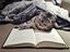 Lesekatze