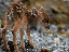 Böses Bambi (gif)