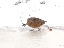 Tanzschritte (gif)