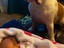 Neues Familienmitglied