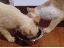 Höfliche Katze (gif)