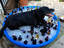 Hundebier