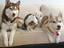 Huskyfamilie