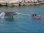Delphin Therapie