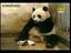 Pandabärbaby