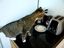 Katze und Toaster