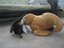 Baby Otter und das Walross