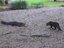 Alligator gegen Katze