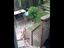 Lustige Hunde